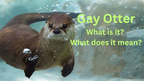 gay otters|Gay Otter .